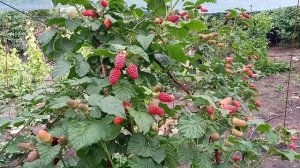 Ежемалина Тайберри нет равных сезон 2020