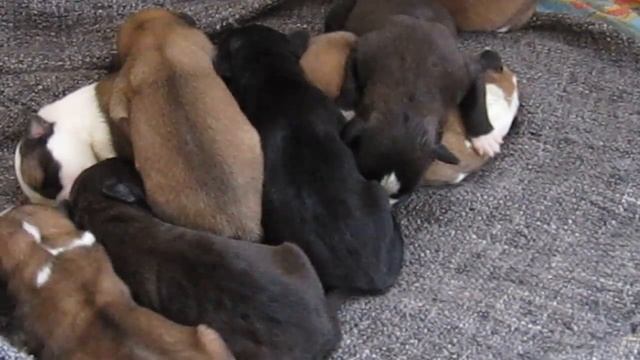 Щенки СТАФФА 1 день от рождения смотреть онлайн