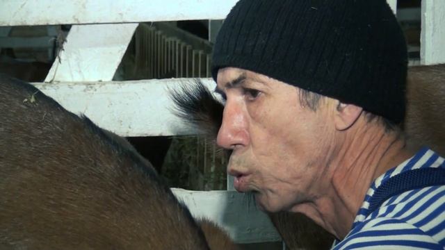 Повседневные дела Дойка коз Показываю подарки! смотреть онлайн