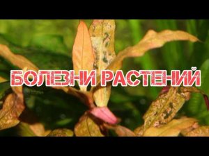 БОЛЕЗНИ АКВАРИУМНЫХ РАСТЕНИЙ И ИХ ПРИЧИНЫ