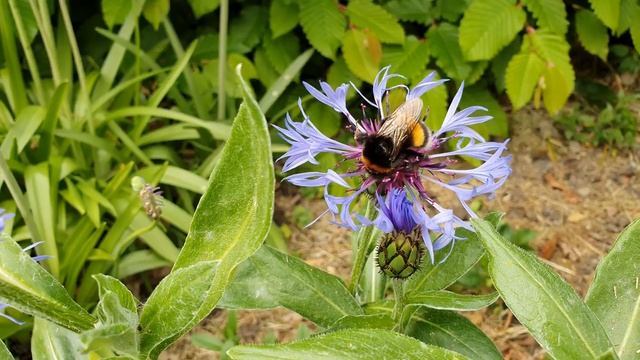 Шмели близко. Шмели. Дачный участок в Германии. 4K 3840x2160 (60fps) видео