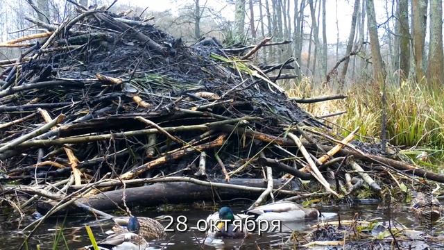 КАК БОБРЫ СТРОЯТ ХАТКУ часть 2. HOW BEAVERS BUILD A HUT part 2 смотреть онлайн