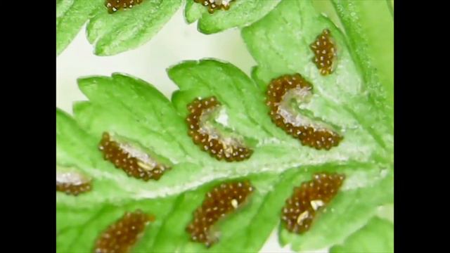 FERN BLOOMS? Fern under a microscope, plus plant facts and legends for kids! - with Eric смотреть онлайн