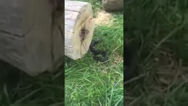Срубил дерево, а там сюрприз! смотреть онлайн