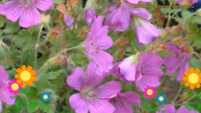 Герань гибридная Сирак. Краткий обзор, описание характеристик geranium hybrid Sirak смотреть онлайн