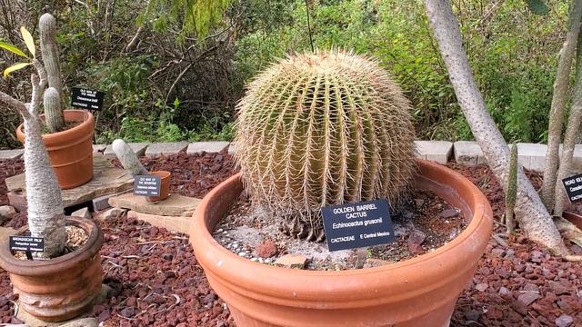Выставка кактусов в ботаническом саду. смотреть онлайн