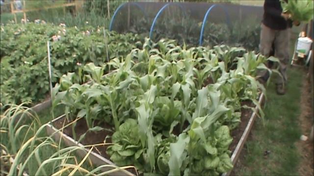 Allotment update 25/6/17 harvesting and Rust has arrived & digging up first early potatoes смотреть онлайн