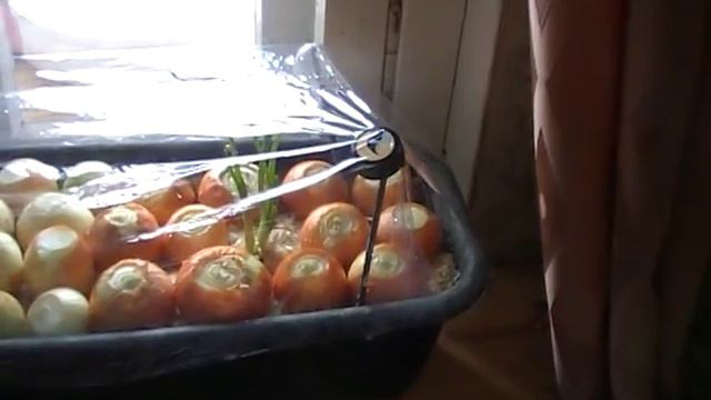 лук на подоконнике смотреть онлайн