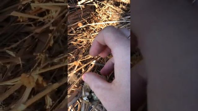 Кряква(кряковая утка) вывела выводок в искусственном гнезде!!! смотреть онлайн
