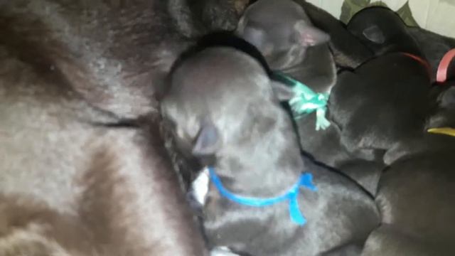 Той терьеры 1 день