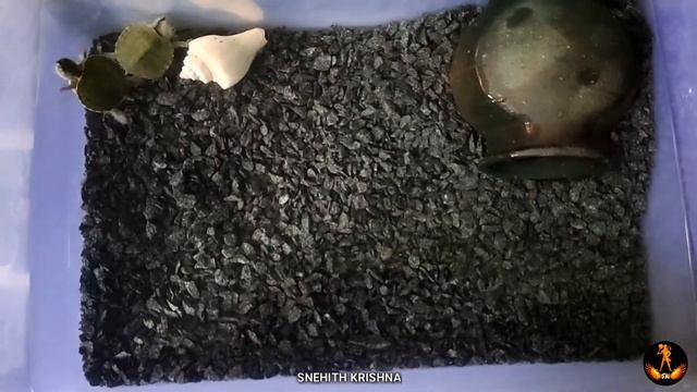 Simple turtle tank setup | Container turtle tank | turtle tank setup with hiding place смотреть онлайн