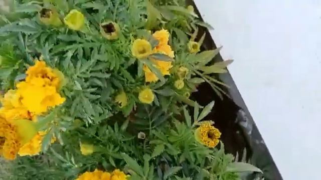 White Eustoma Represents Pure Love 🌹🌹 SR Qurban Ali