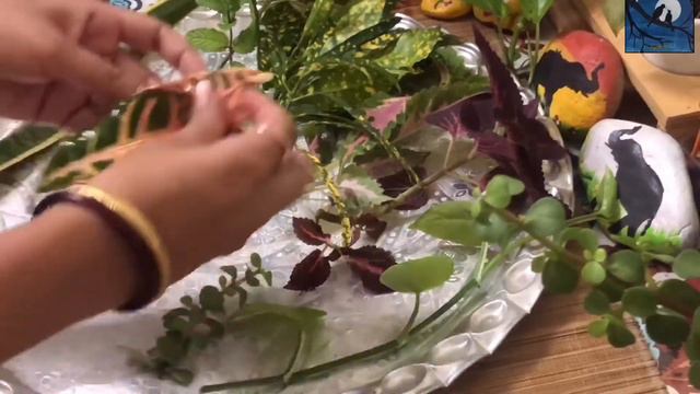 10 best indoor plants you can grow in water easily | पानी में आसानी से चलने वाले 10 पौधे смотреть онлайн