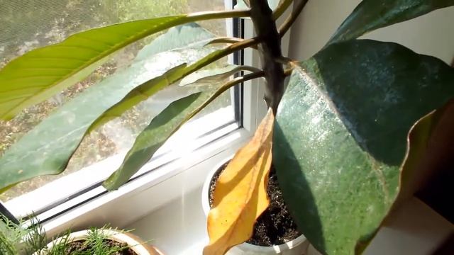 Цветы на моем подоконнике АДЕНИУМ ПЛЮМЕРИЯ ИНЖИР и другие Flowers on my windowsill смотреть онлайн