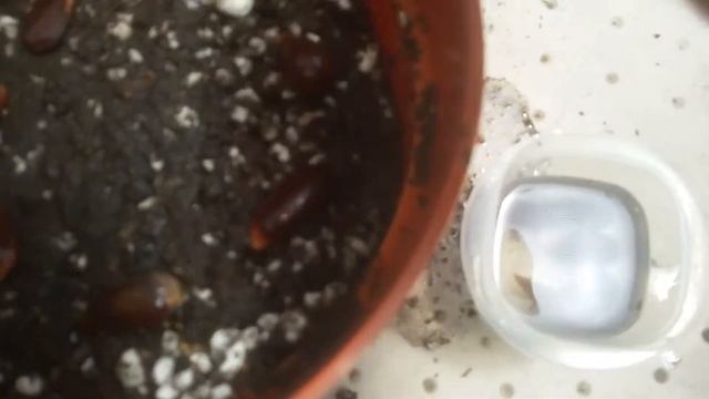 How to Germinate Annona Purpurea Soncoya Seeds смотреть онлайн