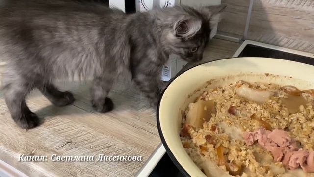 Котёнок Лохматик! Любопытству нет предела! Еда для собаки! смотреть онлайн