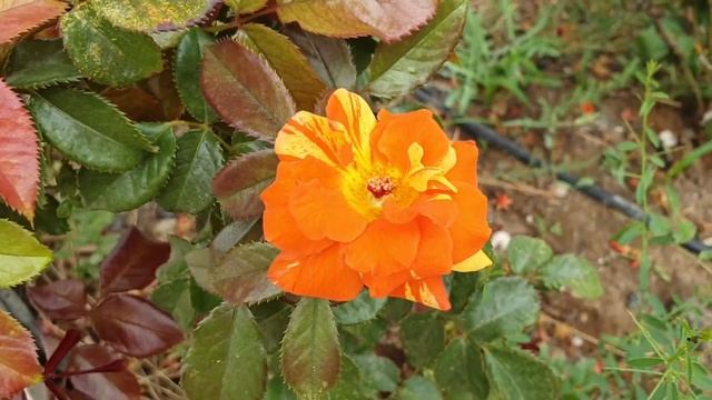 Orange and lemon rose смотреть онлайн