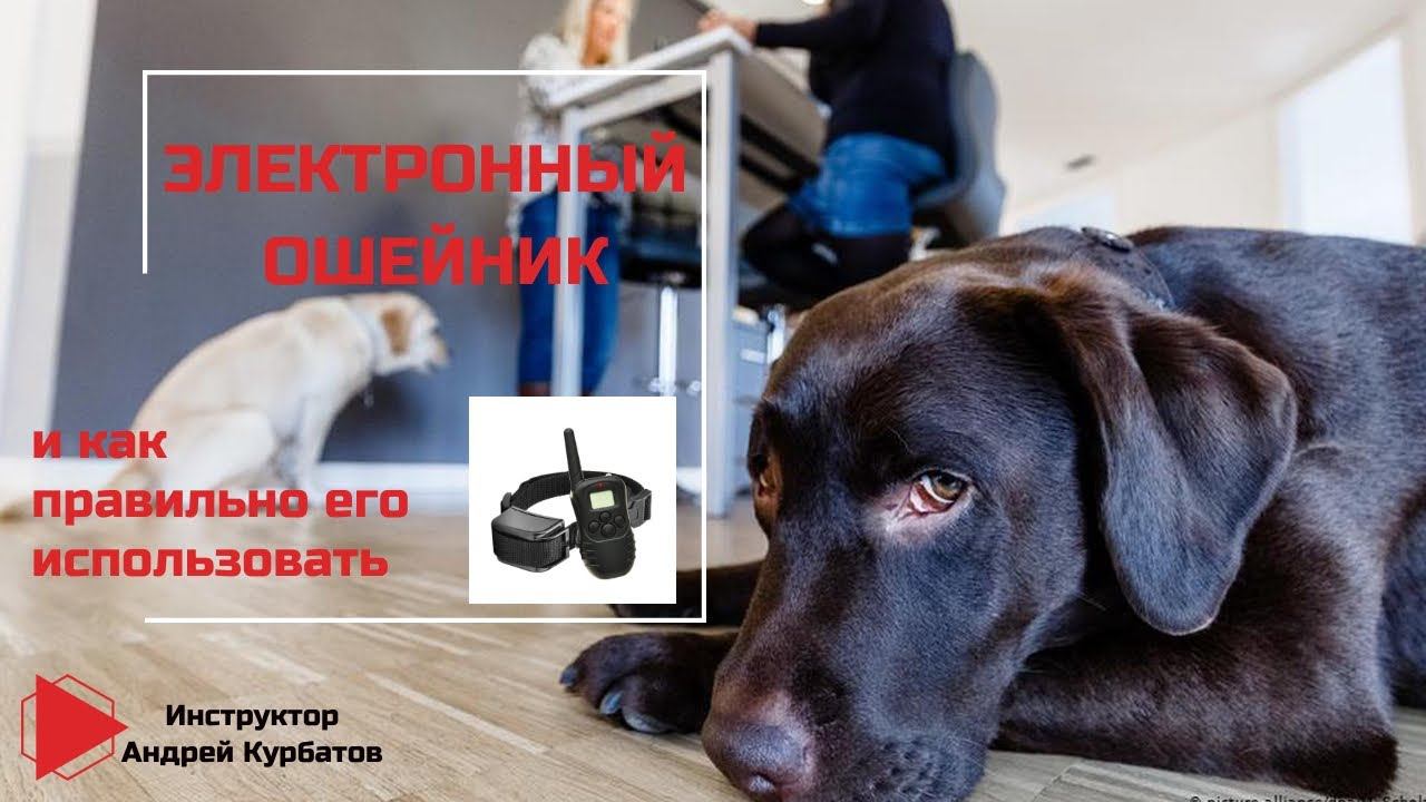 Электронный ошейник и как правильно его использовать. Часть 1 (Андрей Курбатов)