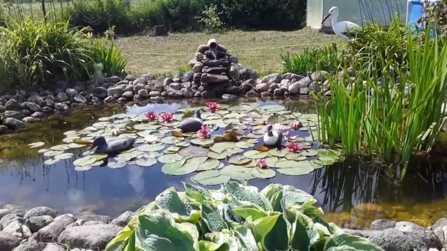 №64 Нимфеи в моем пруду! Цветение летом в 2021 году. смотреть онлайн