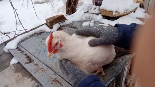 Как отличить курицу от петуха.