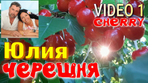 Черешня ЮЛИЯ. Вкусный, Красивый СОРТ. 2й год Плодоношения, 1 серия. Сорт для Вкусного Десерта