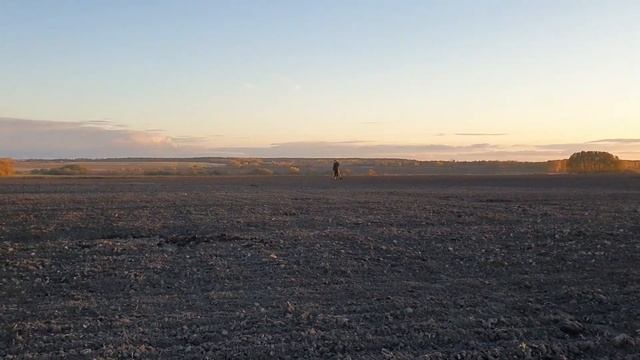 Царская дорога к Мельницам, Коп с Simplex Plus, монеты, крестики, пуговицы, куча всего классный Коп смотреть онлайн