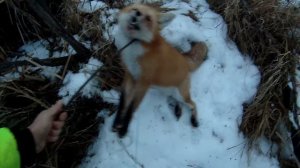 Петлями на лису! Канада