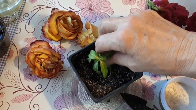 Укореняем черенки катарантуса. смотреть онлайн