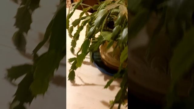 Проблема с цветком Декабрист,почему он не цветёт. смотреть онлайн