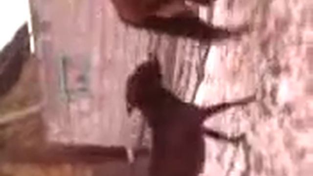 Ишак и лошадь смотреть онлайн