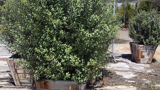 Pittosporum Tenuifolium Nigricans смотреть онлайн