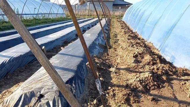 Новые парники от А до Я. Ранняя клубника Беларусь смотреть онлайн