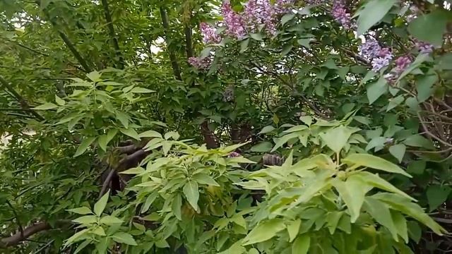 Болталка //Питаемся одними яйцами // смотреть онлайн