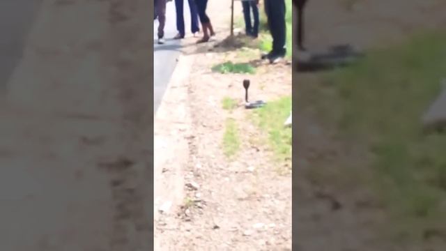 गोगाजी का गाना смотреть онлайн