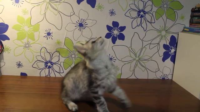 ГрандМур Викинг 3 месяца смотреть онлайн