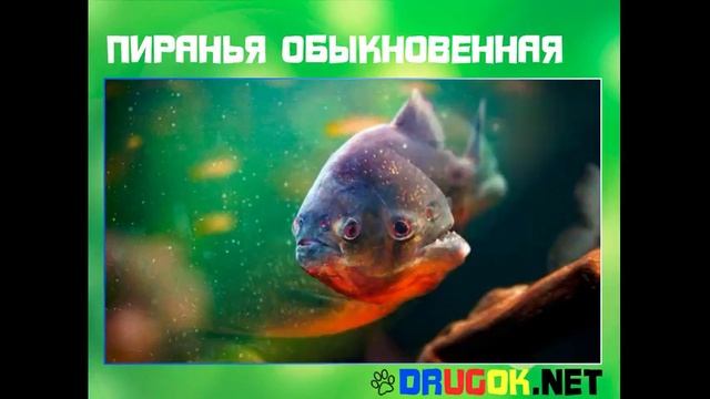 Пиранья обыкновенная смотреть онлайн