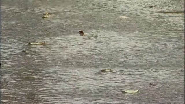 Rain Gardens: Saving Streams One Yard at a Time смотреть онлайн