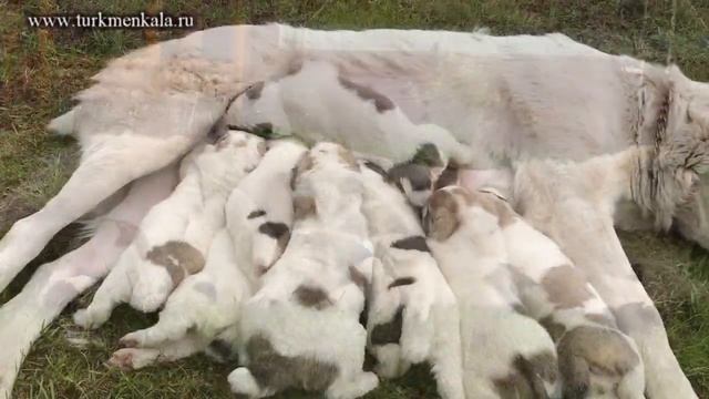 Первый обед на свежем воздухе