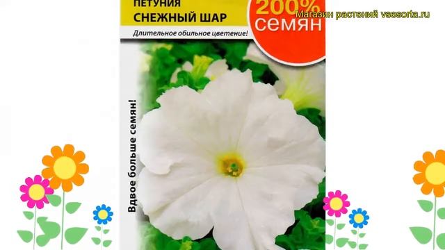 Петуния обыкновенная Снежный Шар. Краткий обзор, описание характеристик Petunia X Hybrida