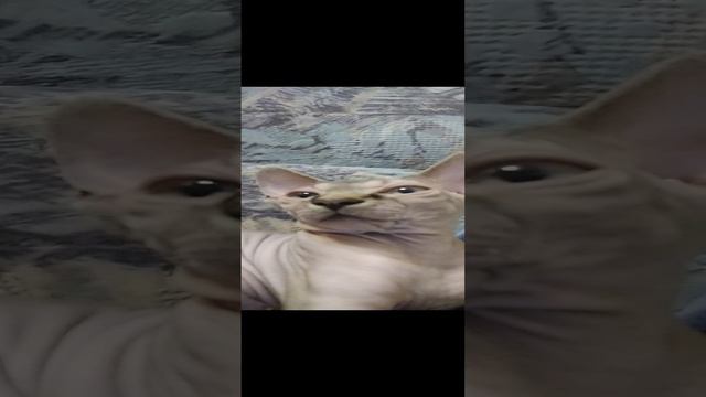 Алиса Сфинкс