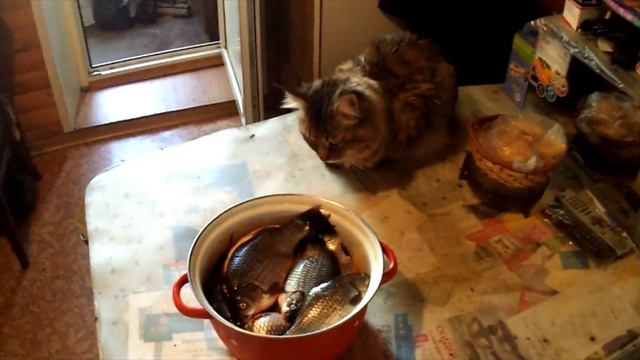 Караси на поплавок. Рыбалка осень 2019 года. смотреть онлайн