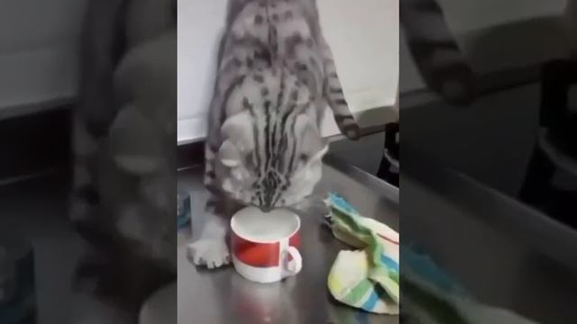 😂Кот экстремал 😂