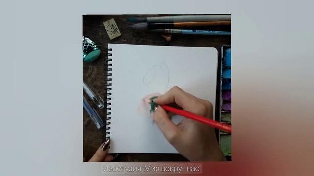 Цветок. Ботаническая скетч-иллюстрация цветными карандашами смотреть онлайн