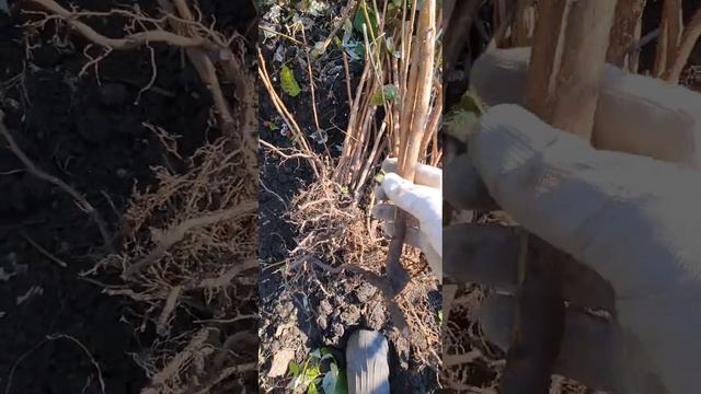 Энросадира копаем саженцы смотреть онлайн