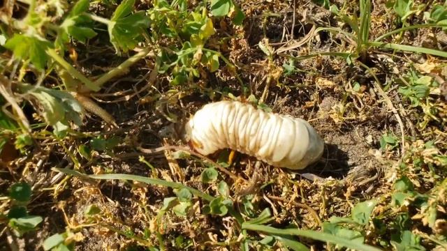 Melolontha Worm Introduces His Self смотреть онлайн