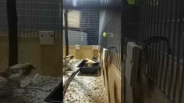 Амадины зебровые и японские смотреть онлайн
