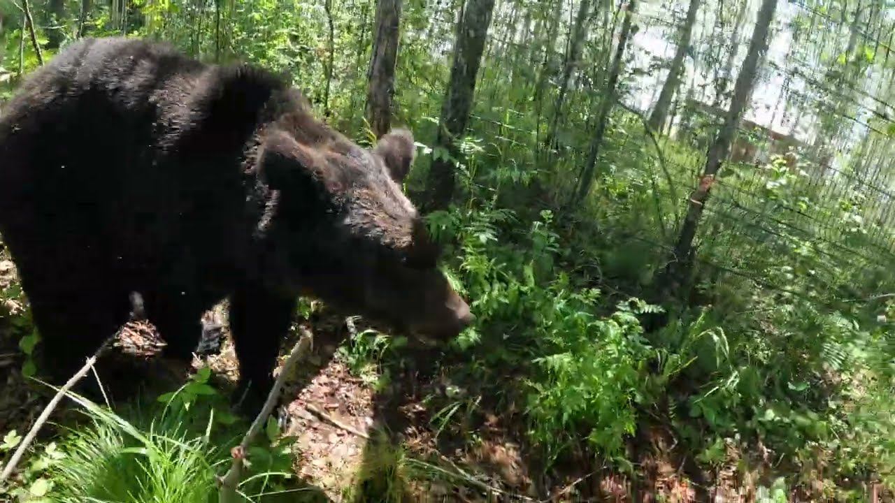 Охраняю забор от медведей. смотреть онлайн