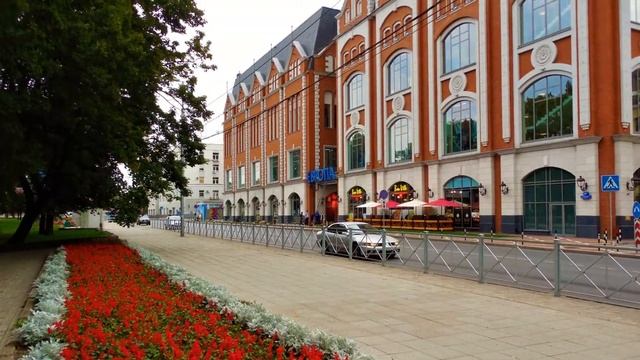 Цветут каштаны