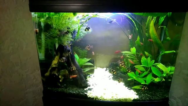 Подготовка аквариумов к двух недельному отсутствию + подарок колееге в виде гуппи и мха !!! смотреть онлайн