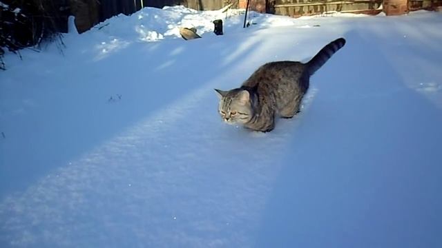 Как нужно выгуливать кота зимой смотреть онлайн